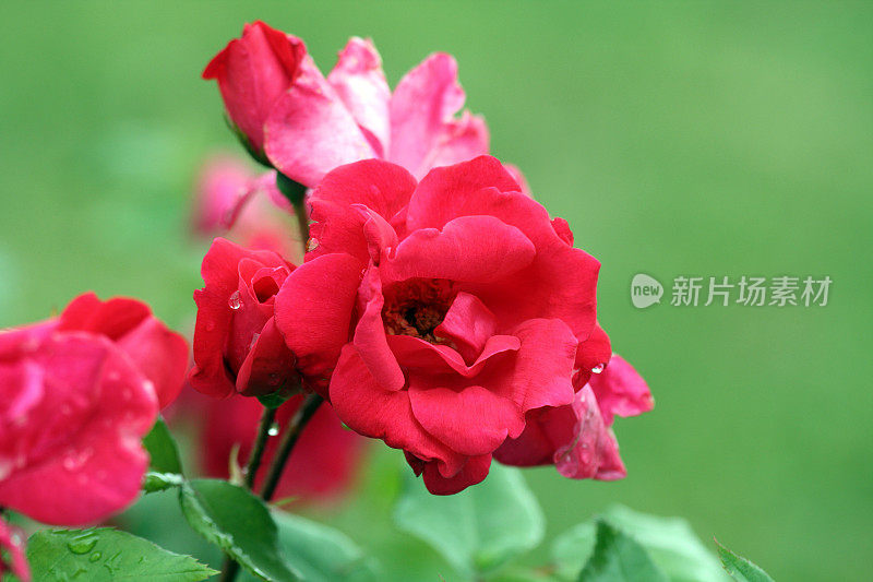 雨后玫瑰特写