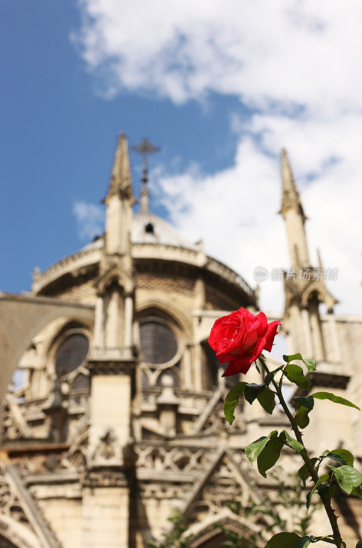 法国巴黎圣母院的红玫瑰