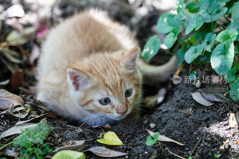 花园里的小猫