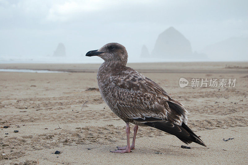 海鸥