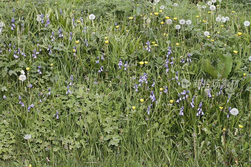 康沃尔草地春季野花品种