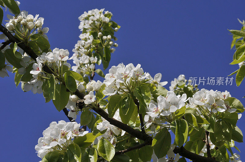 梨开花