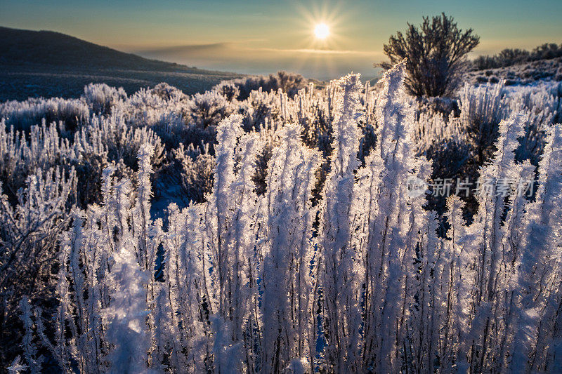 在白雪覆盖的沙漠里，日出后的一株结霜的山艾树