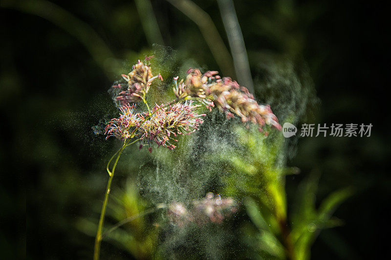 花粉从草