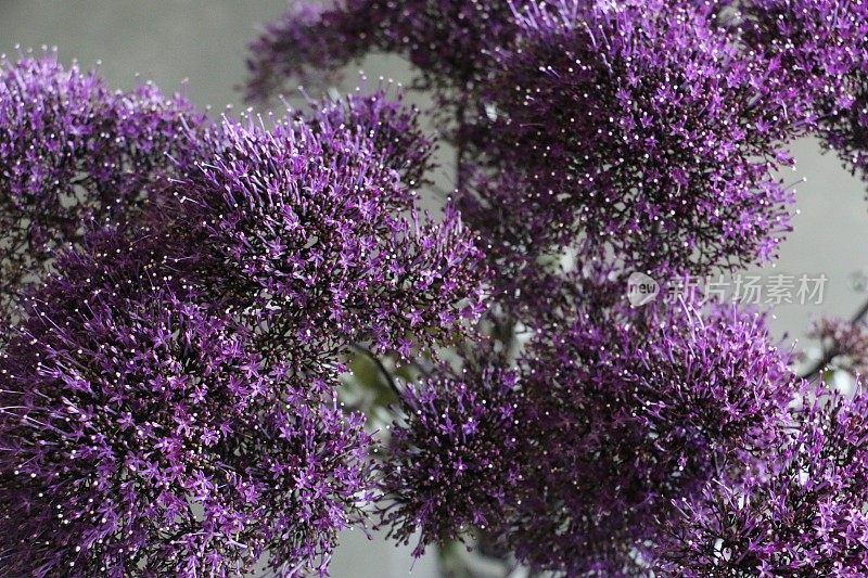 带灰色背景的紫色管状花