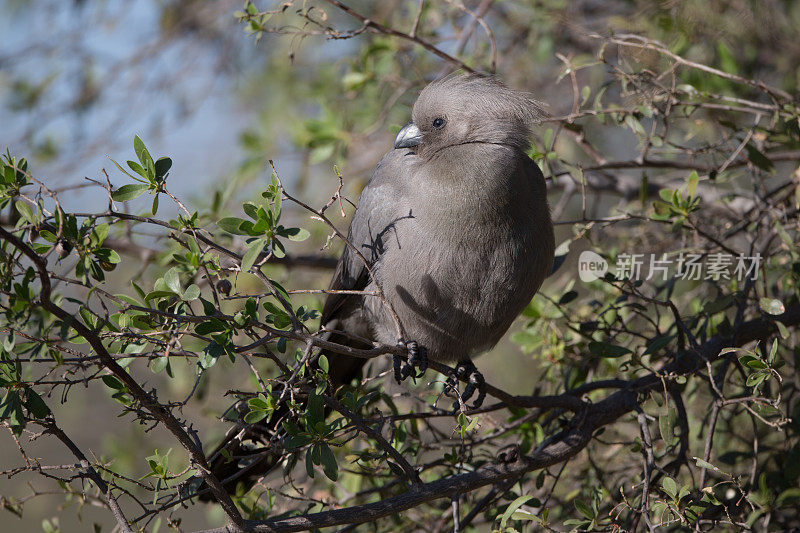 灰色Go-away-bird