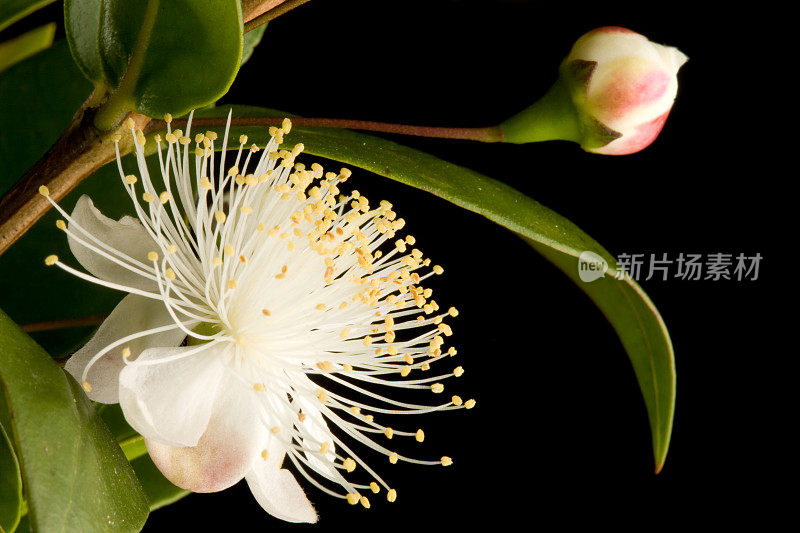 myrtus普通的