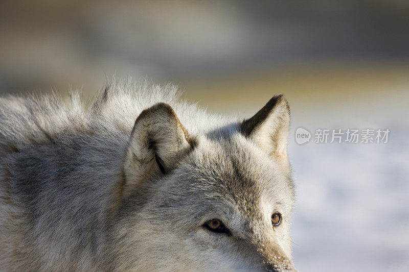 灰狼眼睛和耳朵细节肖像。