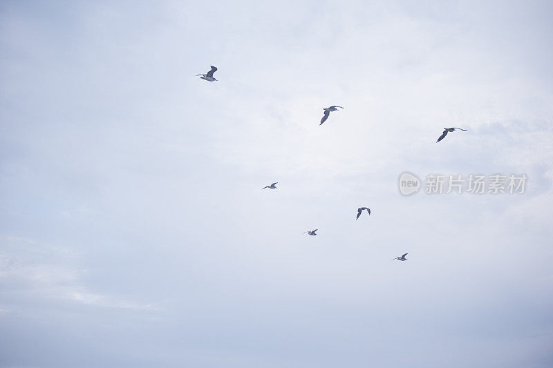 海鸥在天空