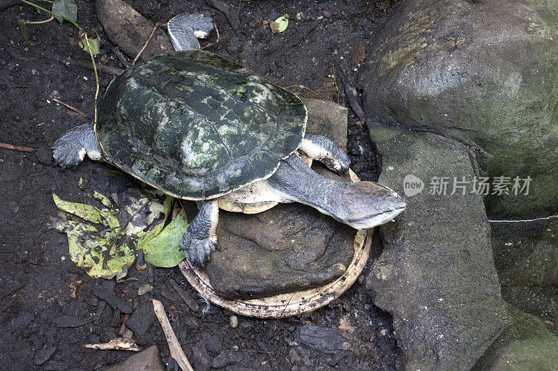 莱尔?toadhead的乌龟