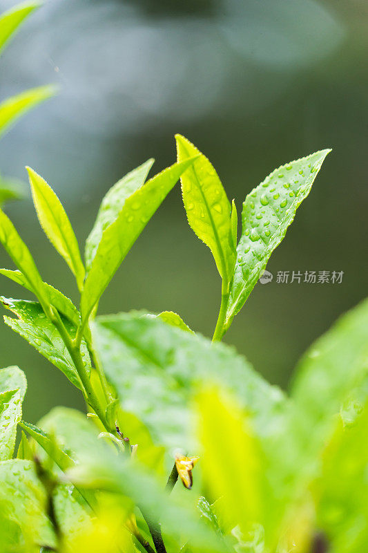 新鲜的茶叶