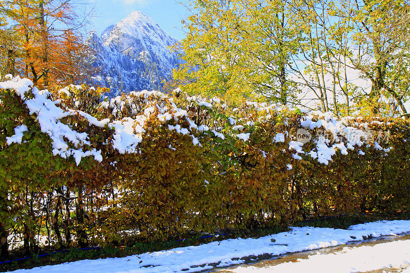 巴伐利亚阿尔卑斯山，田园诗般的松树林地下的雪景，雄伟的阿尔卑斯山山谷，戏剧性的巴伐利亚德国雪山全景，贝希特斯加登阿尔卑斯山，德国