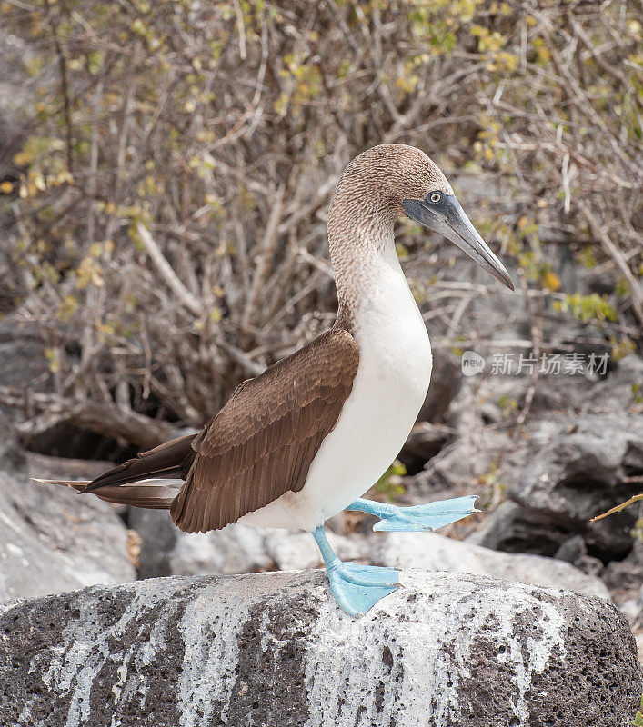 蓝脚鲣鸟站在加拉帕戈斯群岛的埃斯帕诺拉岛上的岩石上
