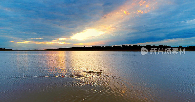 美丽的日出和鸭妈妈和小鸭子游泳。