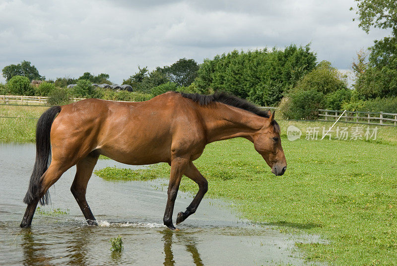 被洪水淹没的田地里的马