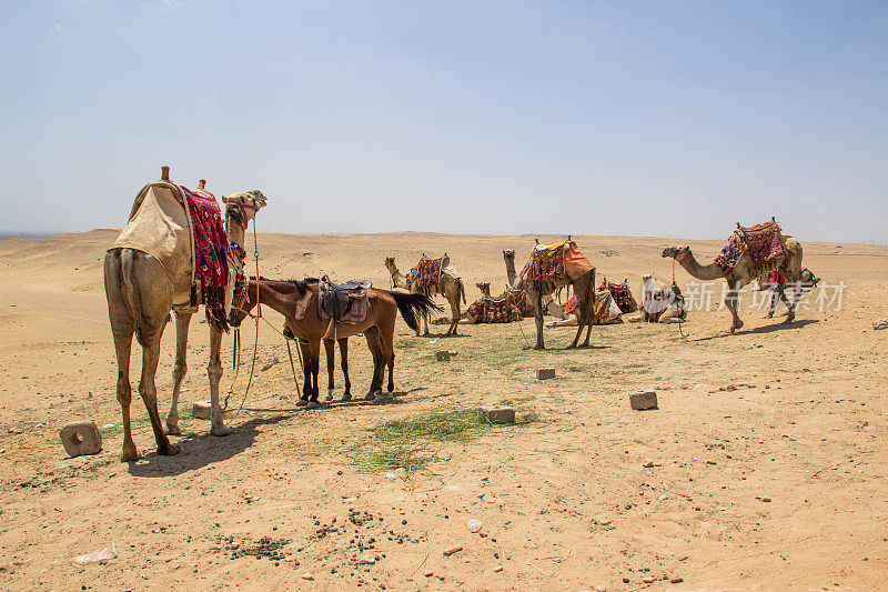 埃及:吉萨的骆驼和马