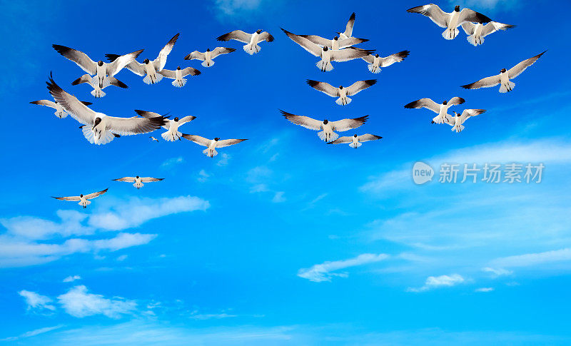 一群鸟儿飞过晴朗的天空