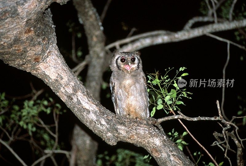 非洲巨鹰鸮