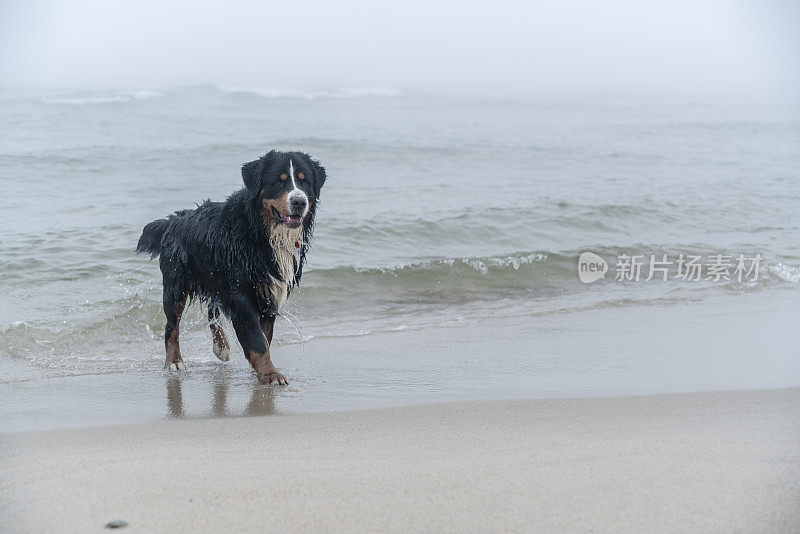 比利时曾嫩猎犬在波罗的海的海滩上玩耍