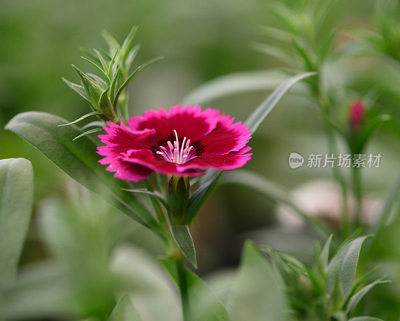 花浸粉开花