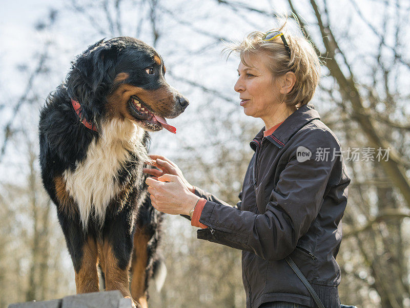 成熟迷人的女人，驯狗师，教伯尔尼山犬在横梁上行走。