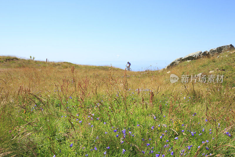 山景风景风景山景与野花高山草甸