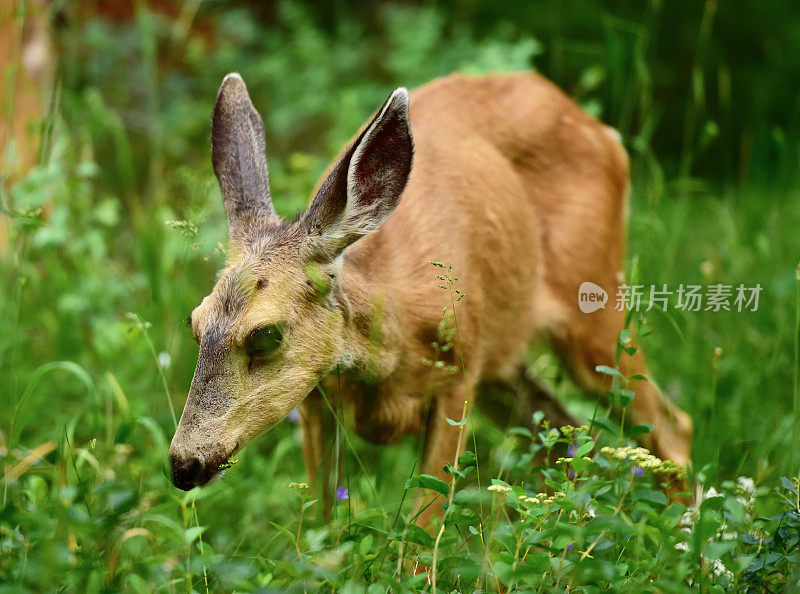 黑尾鹿