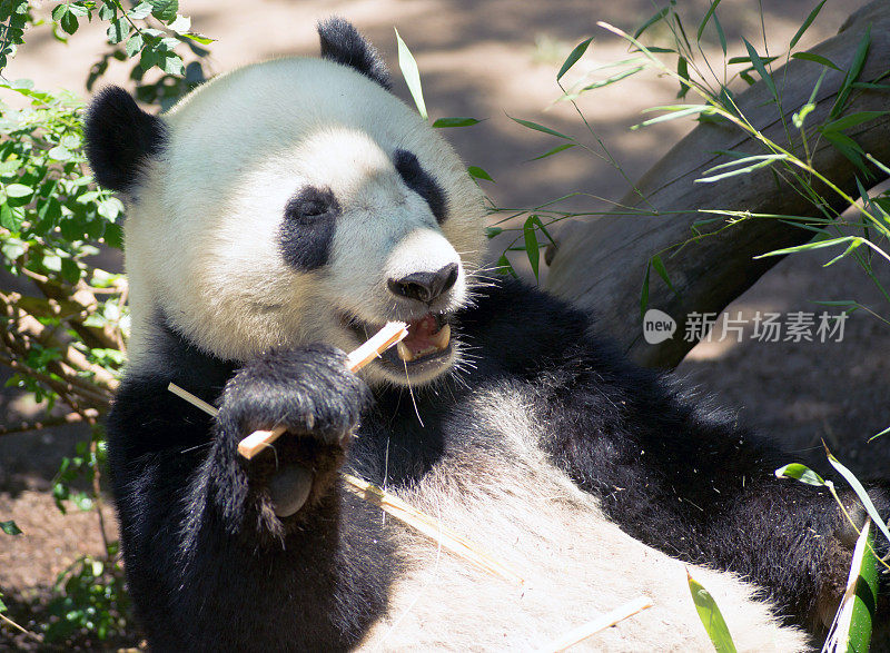濒临灭绝的大熊猫正在吃竹子