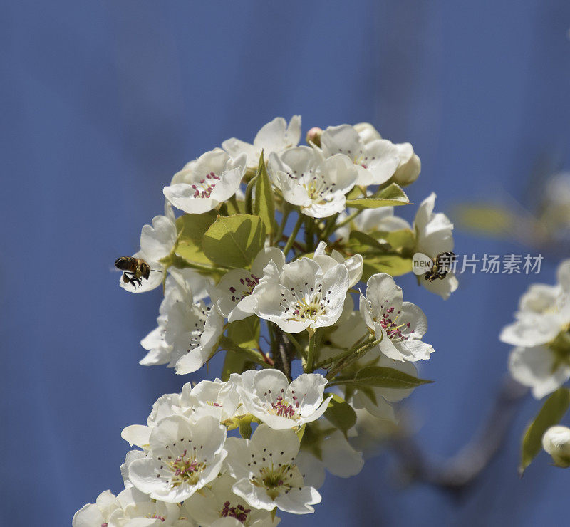 蜜蜂和梨为花授粉。