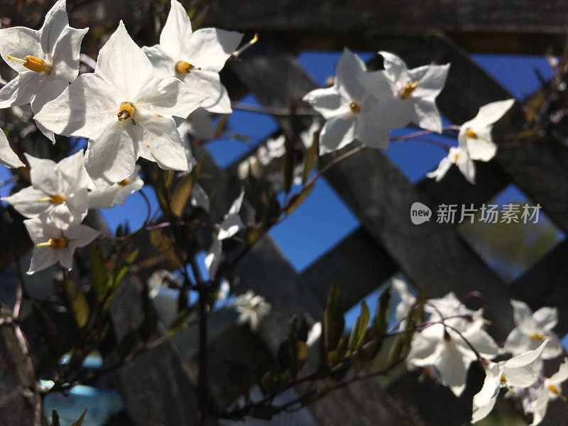 日光泻药或茉莉茄