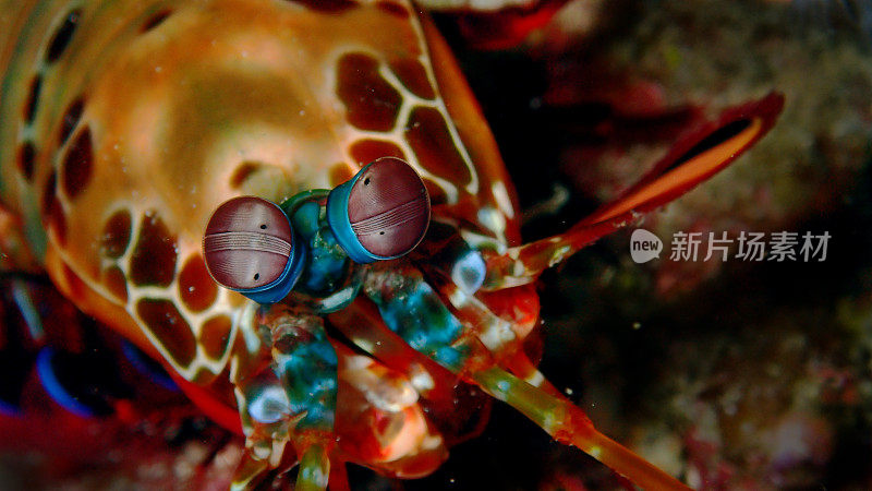 螳螂虾的眼睛