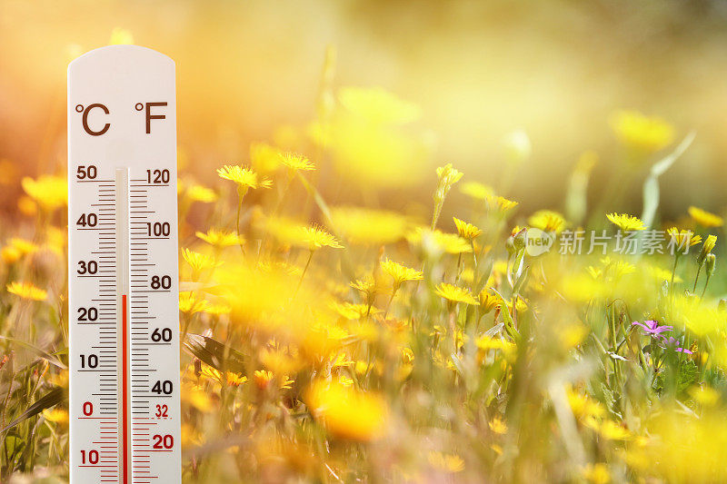 花田里的温度计显示天气变化