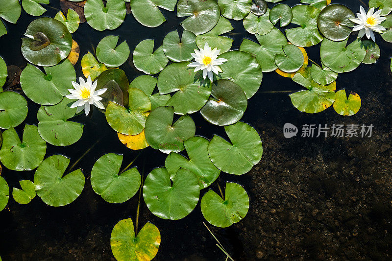 俯视图的荷花与白色的花在一个池塘在日本