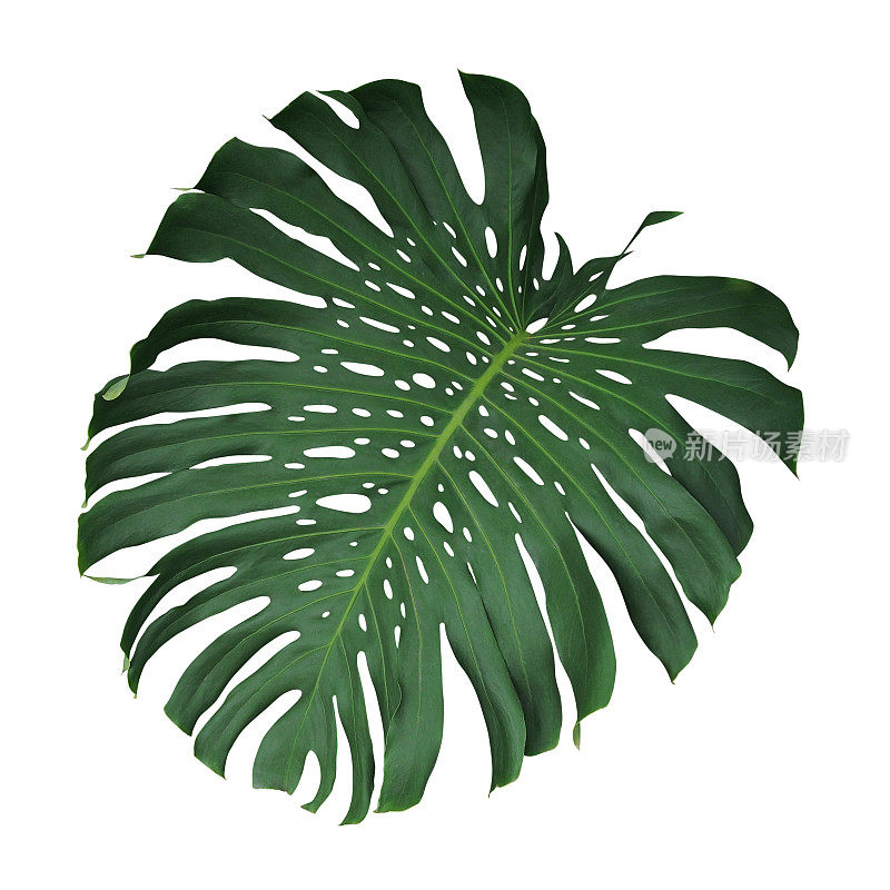 Monstera热带叶子孤立在白色背景，包括修剪路径。