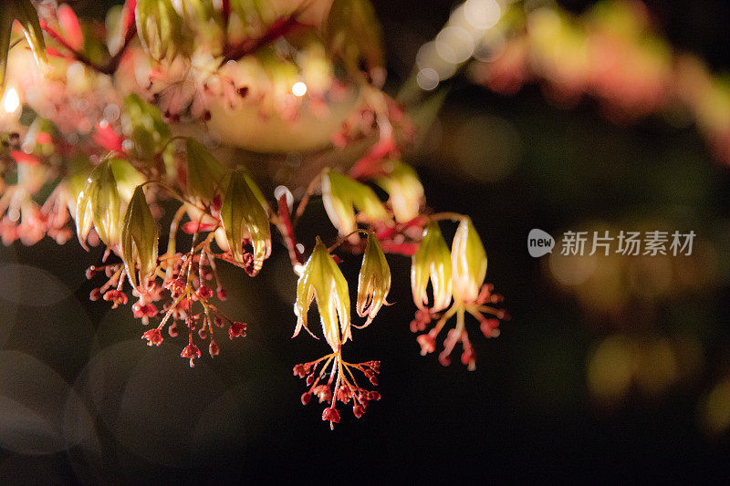 樱花在夜晚盛开