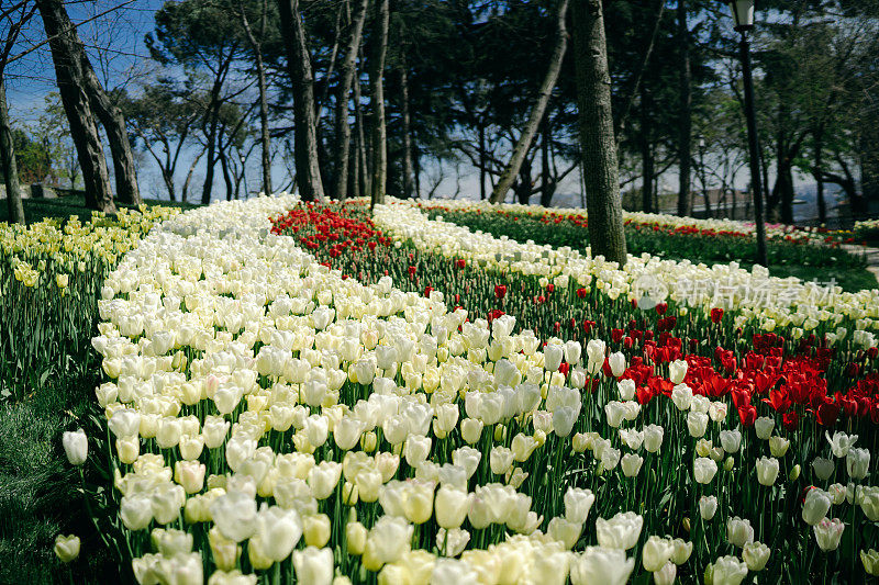 白色郁金香花园