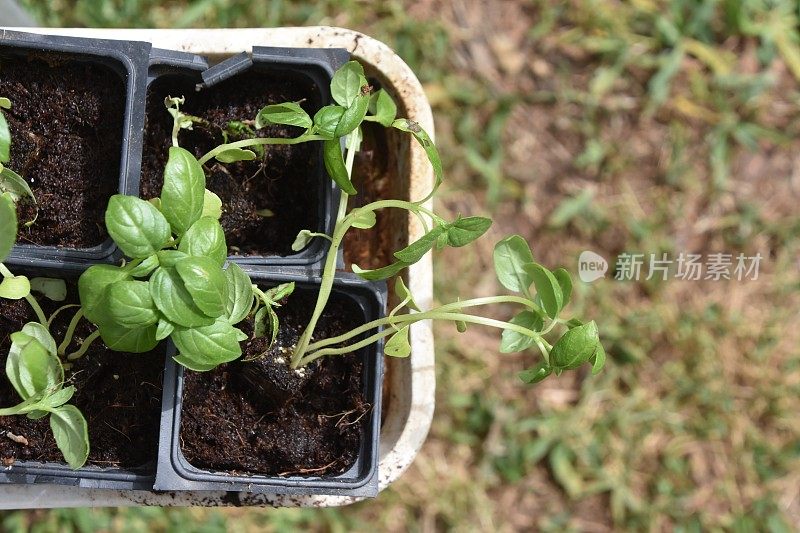 植物的幼苗