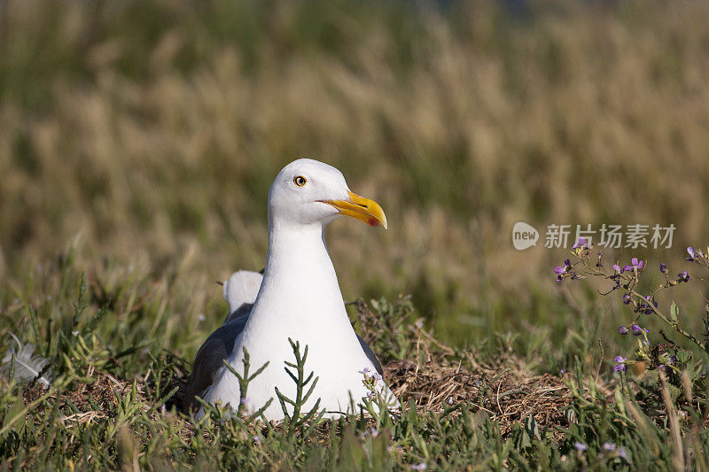 嵌套加利福尼亚海鸥