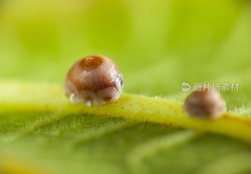 无花果树寄生蜡质体