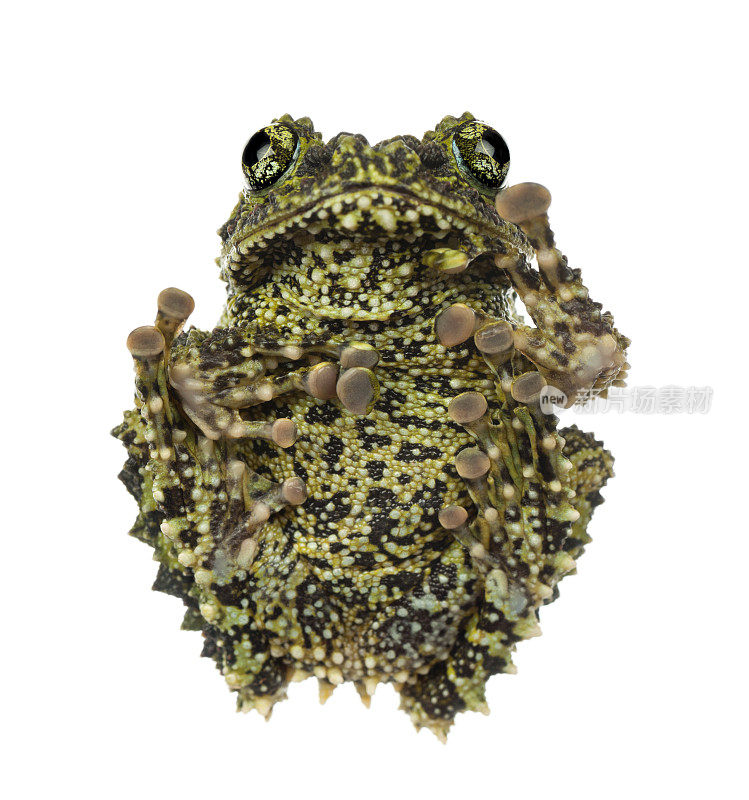 苔藓蛙，也被称为越南苔藓蛙，或东京虫眼蛙，背景是白色的
