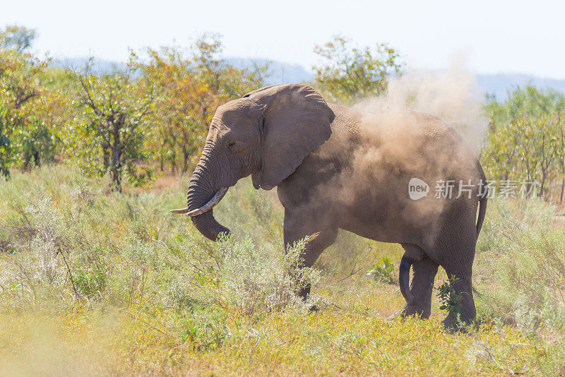 一只非洲象在远处走着，吹着尘土。克鲁格国家公园的野生动物园，南非的主要旅游目的地。