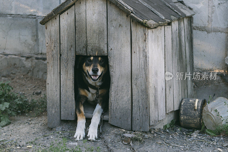 狗在他的木屋里