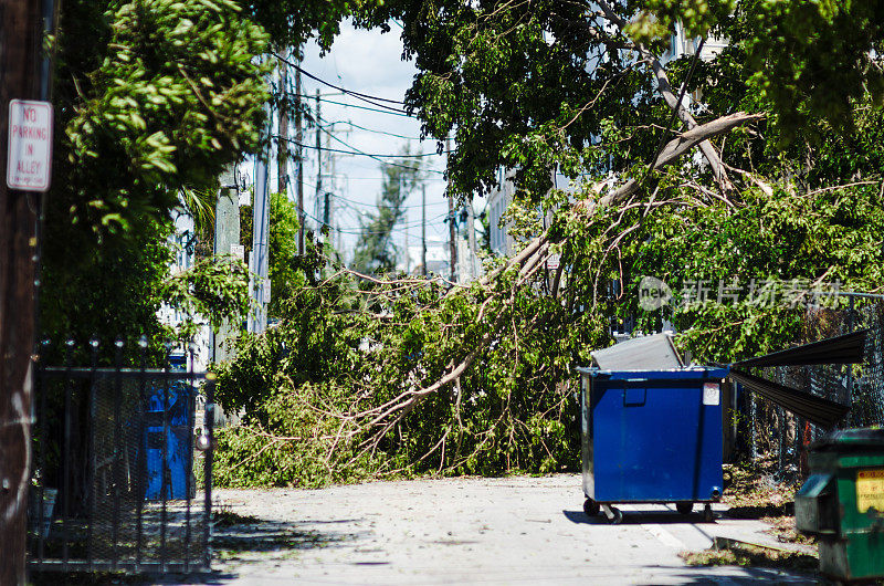 飓风艾玛迈阿密后倒下的热带树