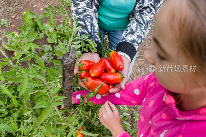 外孙女和外祖母在有机蔬菜园里捡起番茄-近距离的手