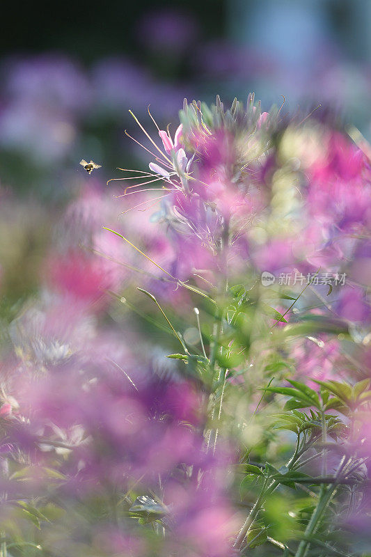 带刺的spiderflower