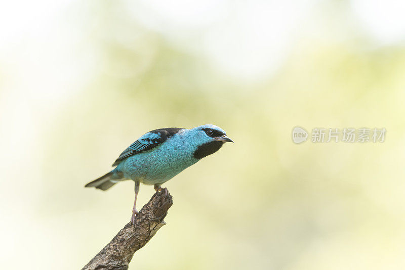 青色锦雀或绿松石色蜜雀