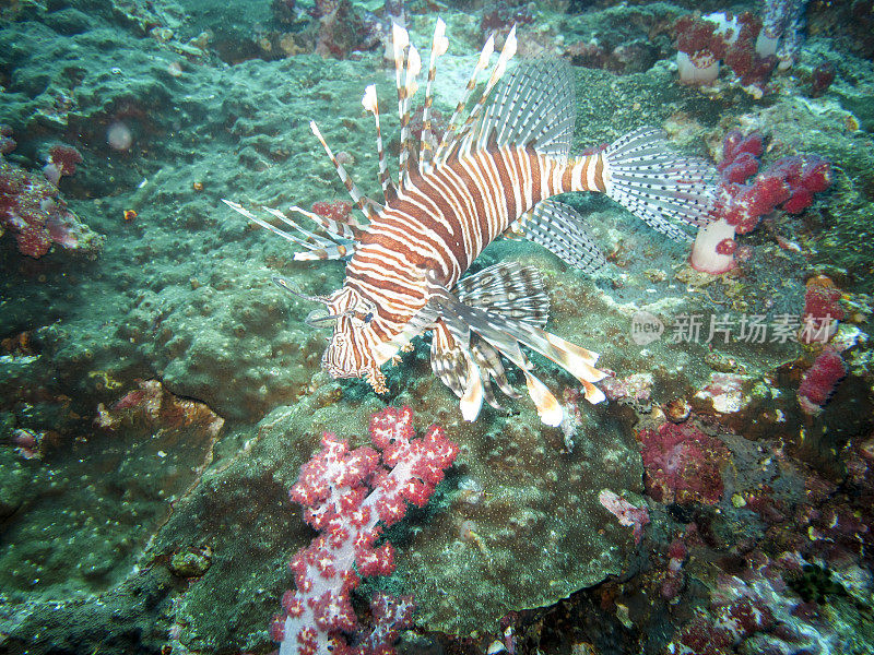 海洋生物