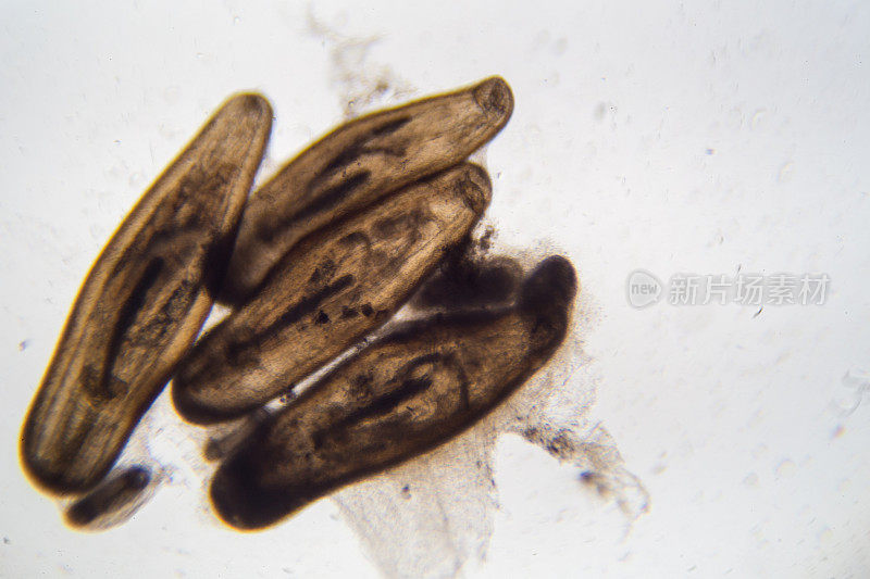 在显微镜下观察刺蛾的囊体，以便在实验室进行教学。
