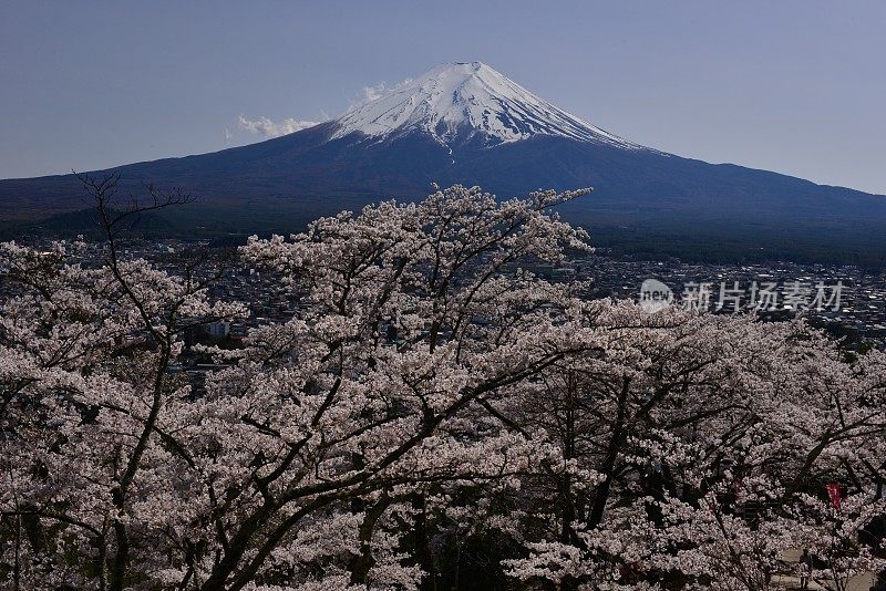 樱花盛开的富士山，取自富士吉田市