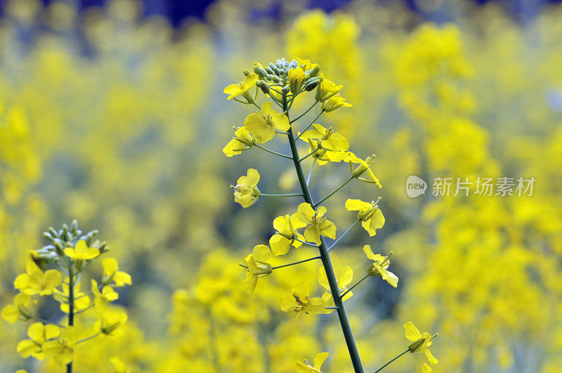 油菜花领域